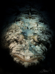 crocodile in black by Marc Van Den Broeck 
